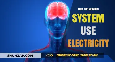 Exploring the Electrical Nature of Our Nervous System