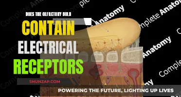 The Olfactory Bulb: Electrical Receptors or Not?