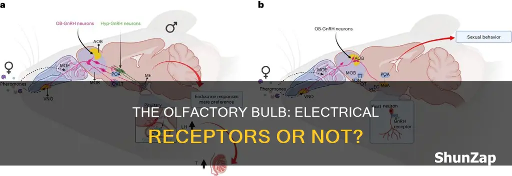 does the olfactory bulb contain electrical receptors