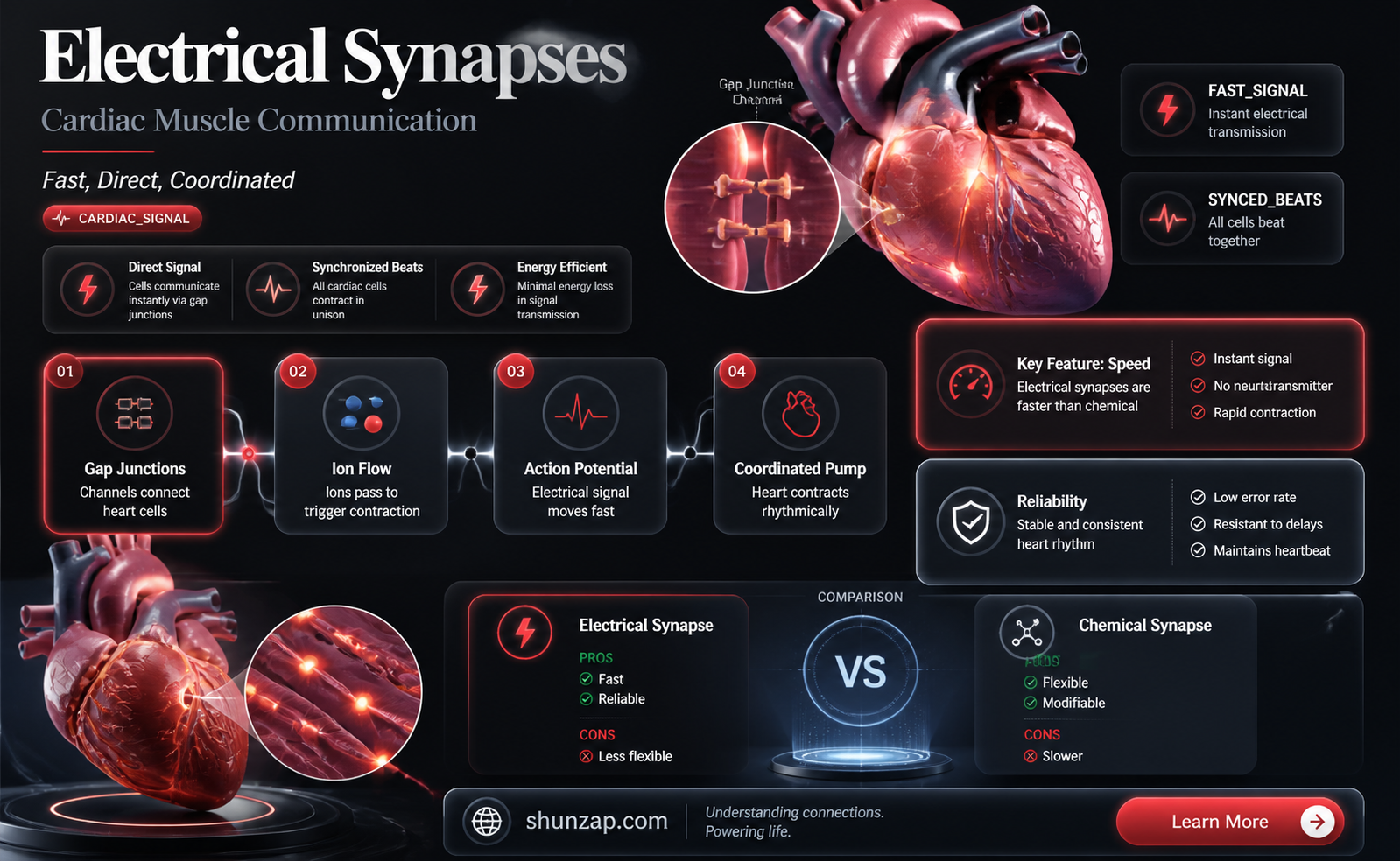 are electrical synapses found in cardiac muscle