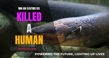 Electric Eels: Can They Kill Humans?