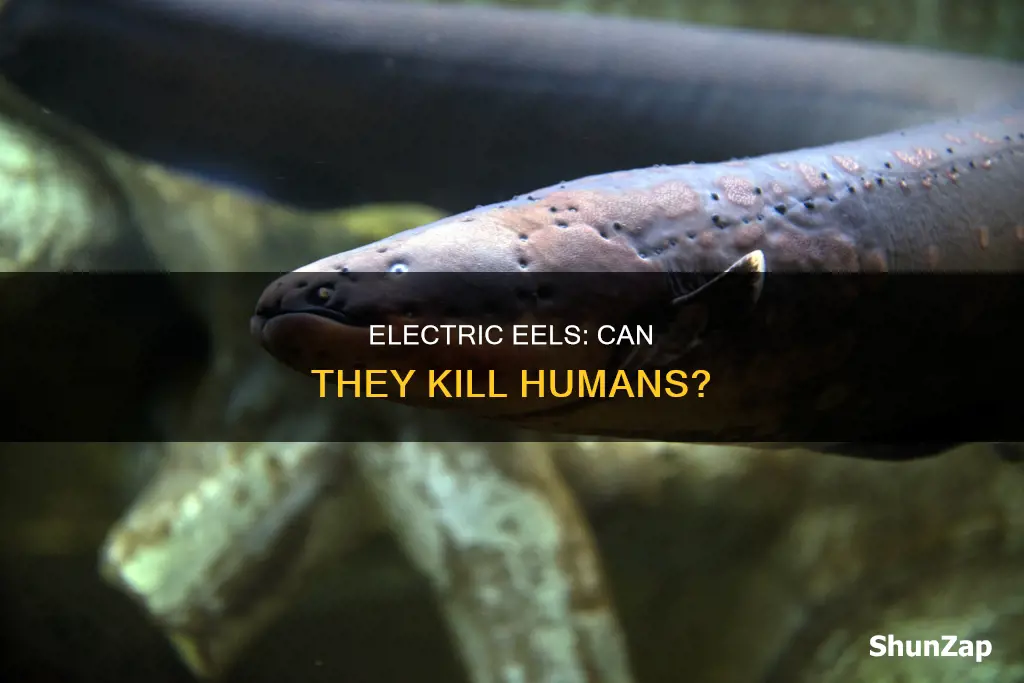 has an electric eel killed a human