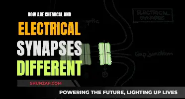 Chemical vs Electrical Synapses: Understanding Their Key Differences