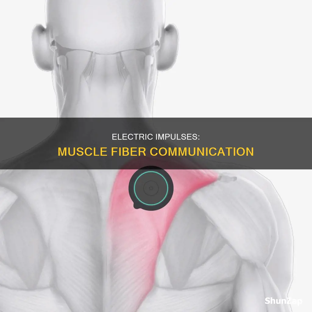 how are electrical impulses carried through muscles