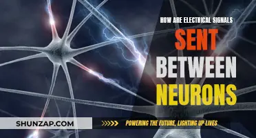 Electrical Signals: Neurons' Intricate Communication Process