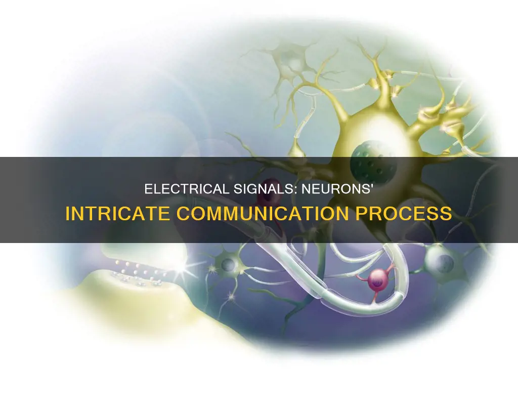 how are electrical signals sent between neurons