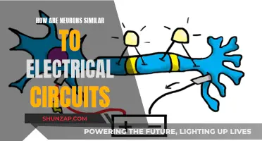 Neurons and Circuits: Electrical Similarities in Brain Function