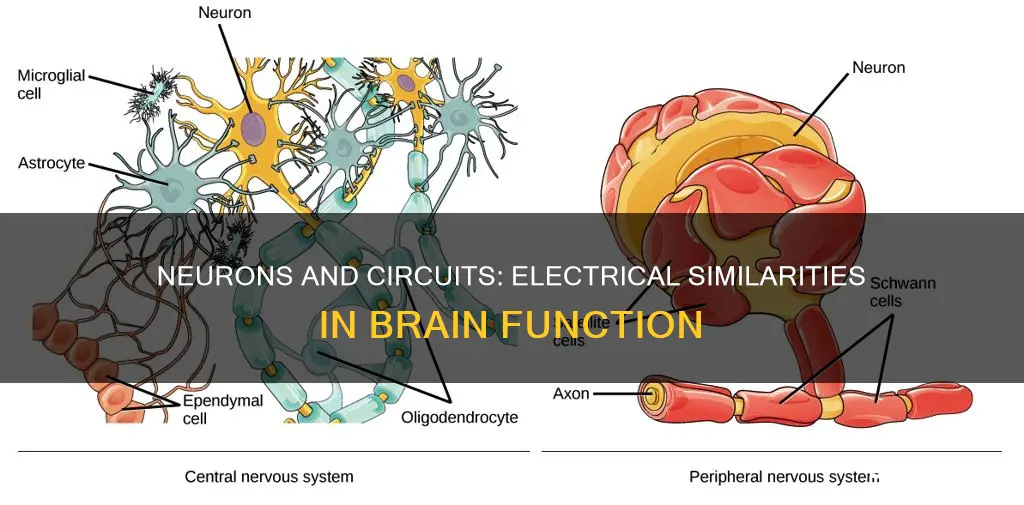 how are neurons similar to electrical circuits