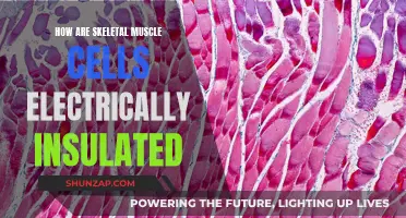 Understanding Skeletal Muscle Cells' Electrical Insulation