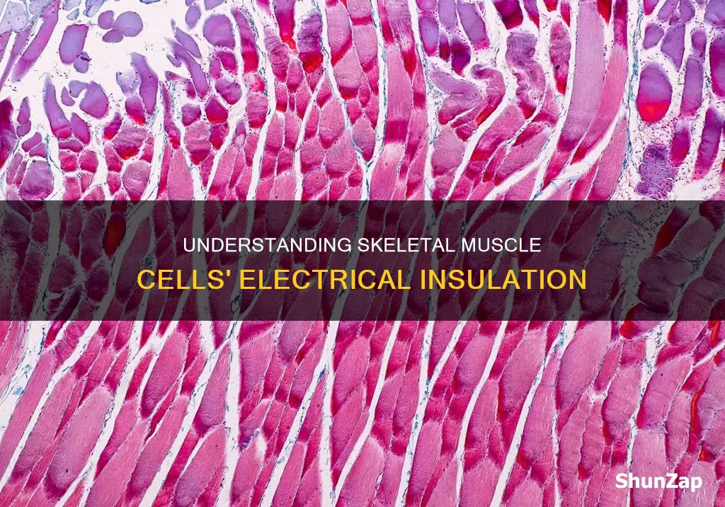 how are skeletal muscle cells electrically insulated