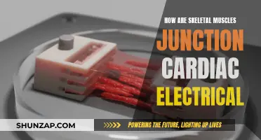 Skeletal Muscles and Heart: Electrical Synchronicity and Health