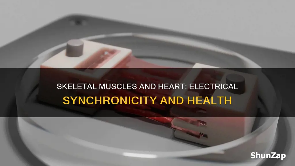 how are skeletal muscles junction cardiac electrical