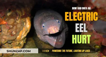 Shocking Pain: Electric Eels' Sting