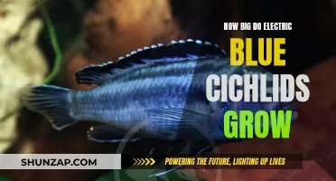 The Growth of Electric Blue Cichlids: Maximum Size Explored