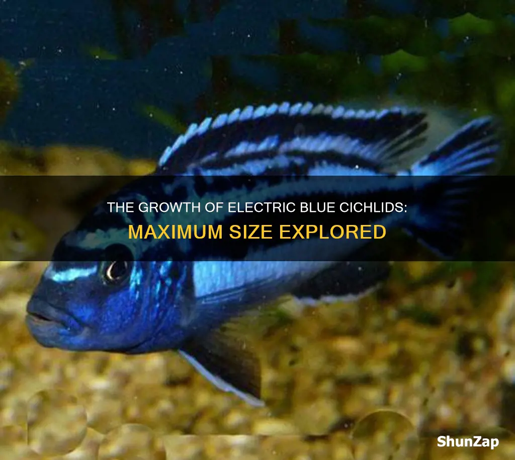 how big do electric blue cichlids grow