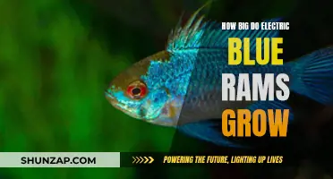 The Growth of Electric Blue Rams: Maximum Size Explained