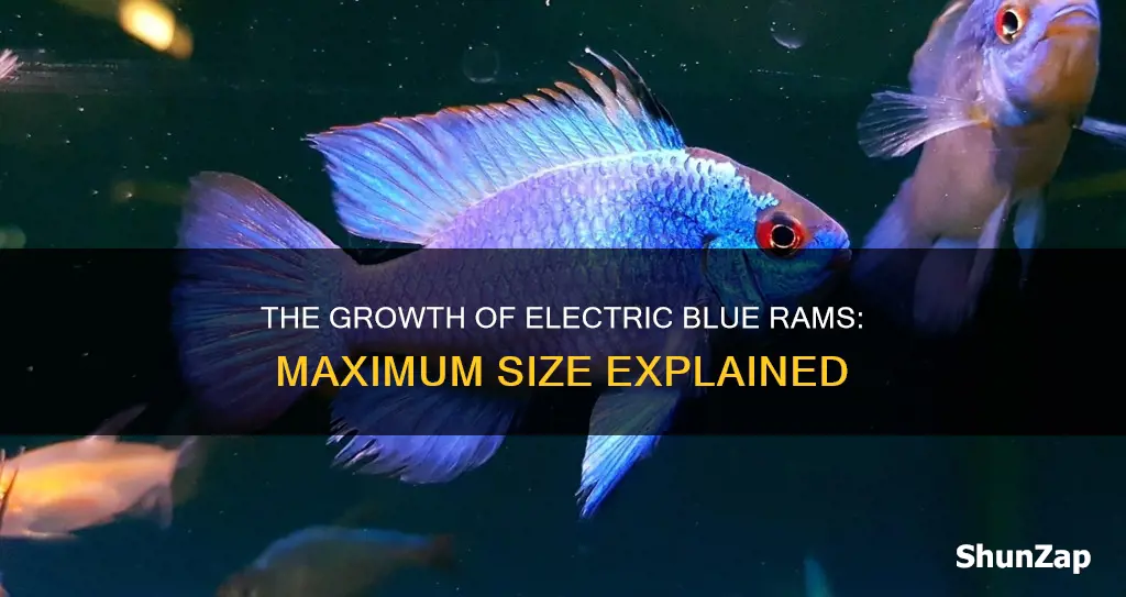 how big do electric blue rams grow