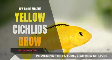 The Growth of Electric Yellow Cichlid Fish: Maximum Size Reached
