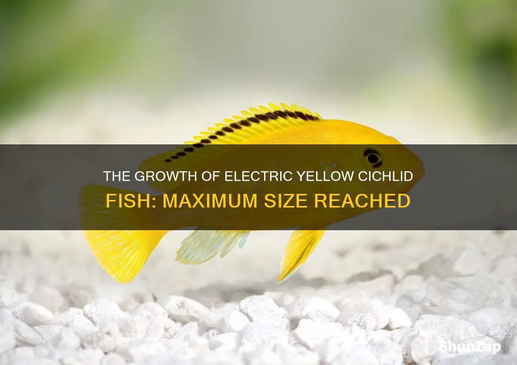 how big do electric yellow cichlids grow