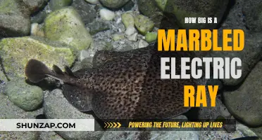 The Marbled Electric Ray: A Giant Among Rays