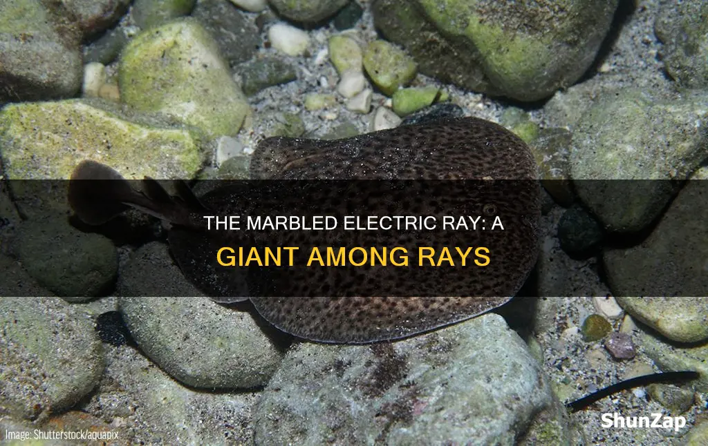 how big is a marbled electric ray