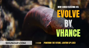 Electric Eels Evolution: Chance or Certainty?