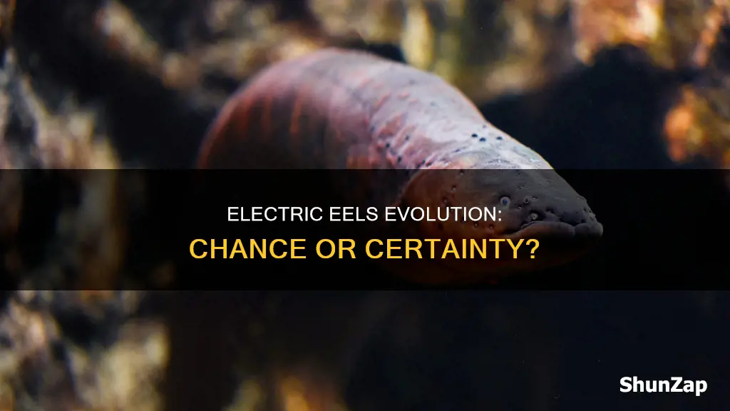 how could electric eel evolve by vhance
