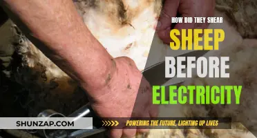 Sheep Shearing Before Electricity: Ancient Tools and Techniques