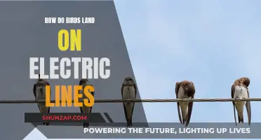 Birds' Balance: Landing on Electric Wires