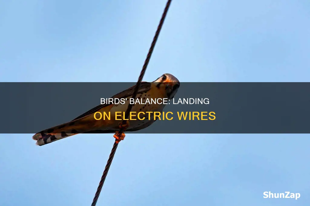 how do birds land on electric lines