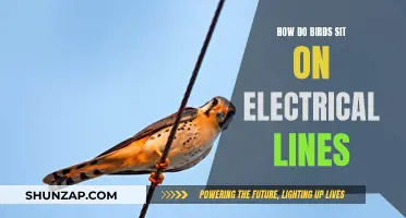 Birds on Electrical Lines: What's the Science?