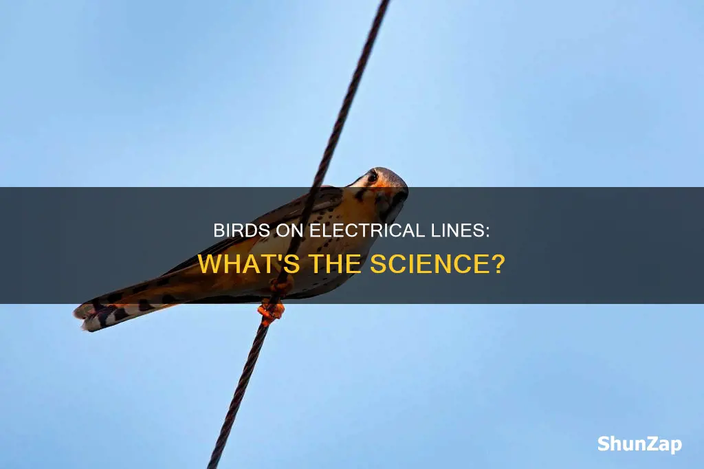 how do birds sit on electrical lines