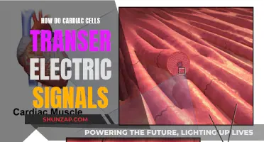 Electric Signals in Cardiac Cells: How Do They Work?