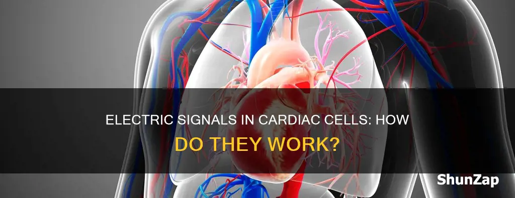 how do cardiac cells transer electric signals