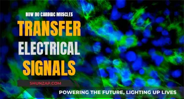 Cardiac Muscle Electrical Signaling: How Does It Work?