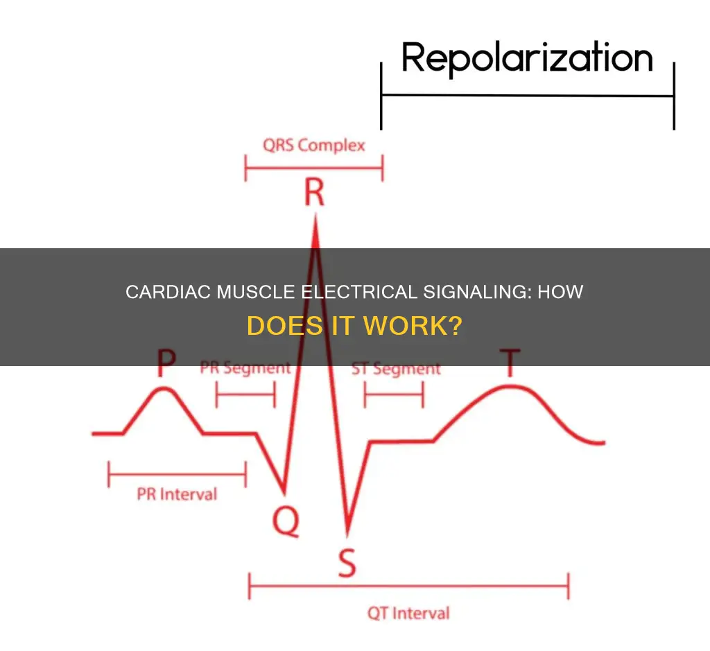 how do cardiac muscles transfer electrical signals