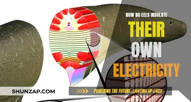 Eel Electricity: Insulating Themselves from the Inside Out