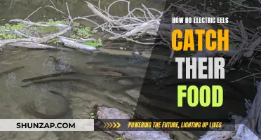Electric Eels: Hunting with a Shocking Strategy
