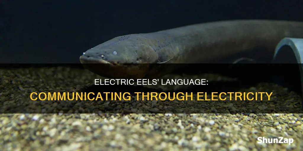 how do electric eels communicate with eachother