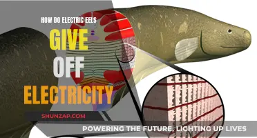 Electric Eels: Nature's Electricians Unveiled