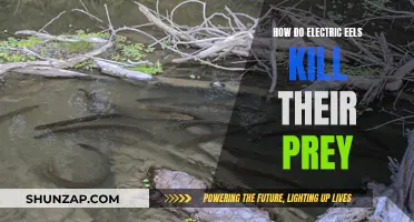 Electric Eels: Deadly Voltage for Hunting Prey
