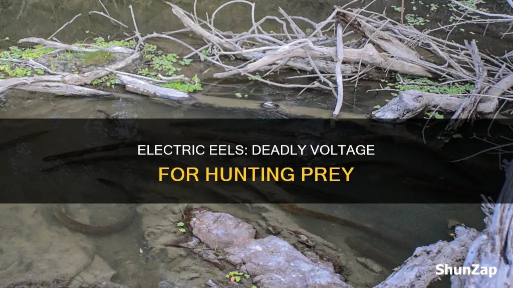 how do electric eels kill their prey