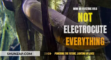 Electric Eels: Safe Zappers of the Waterways