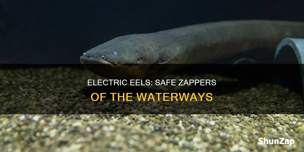 how do electric eels not electrocute everything