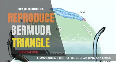 Electric Eels' Breeding Secrets in Bermuda's Triangle