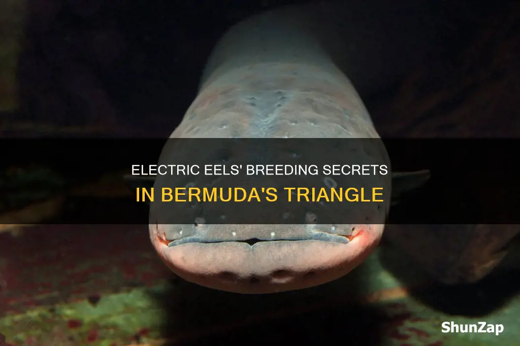 how do electric eels reproduce bermuda triangle