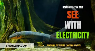Electric Eels: Navigating the World With Electricity