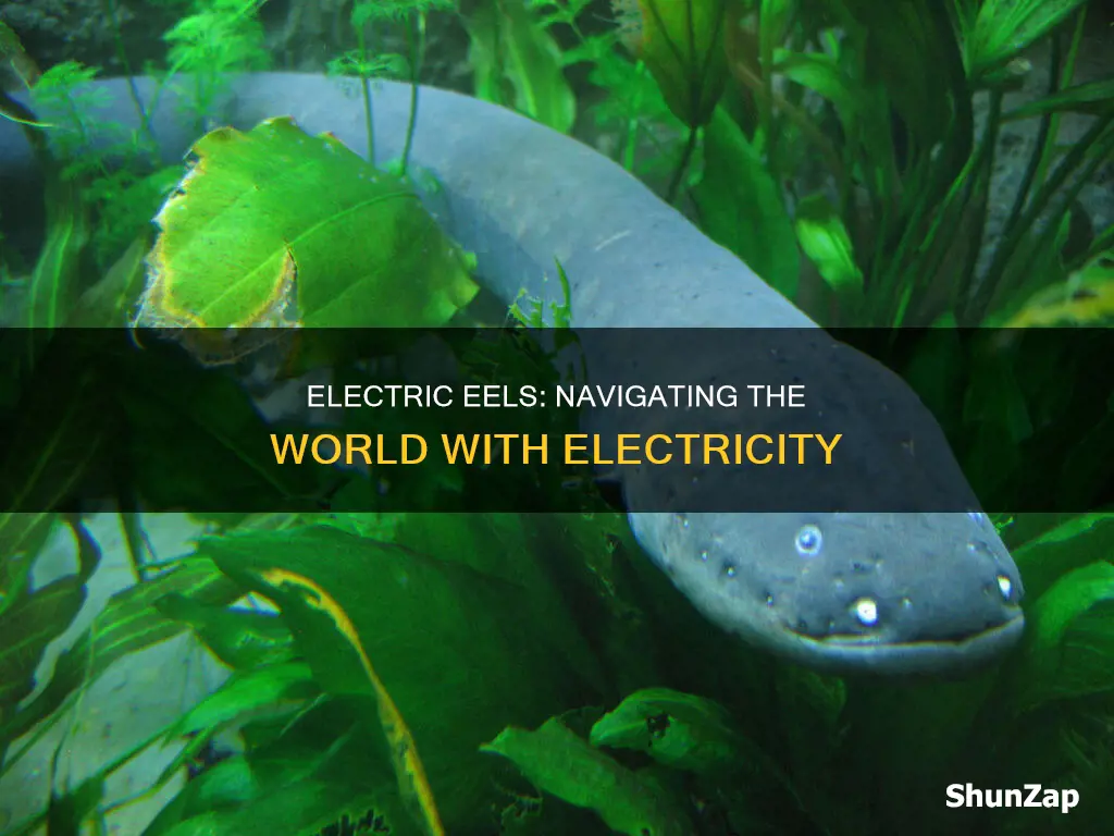 how do electric eels see with electricity