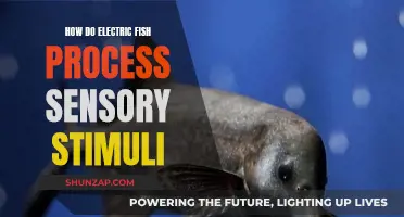Electric Fish: Understanding Their Sensory World