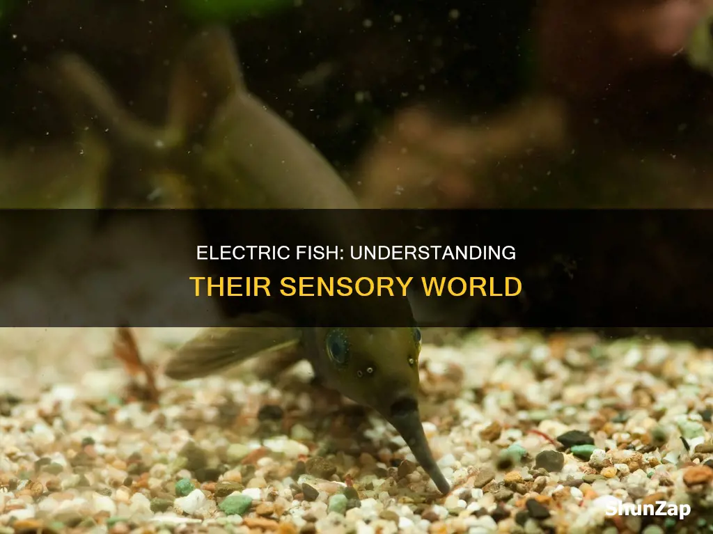 how do electric fish process sensory stimuli
